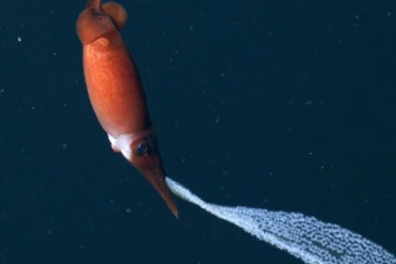 පැටවුන්ගේ ආරක්ෂාව වෙනුවෙන් දැල්ලෙකු කරන කැපකිරීමක් ( දුර්ලභ ඝනයේ වීඩියෝවක්)