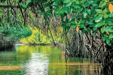 පුත්තලම කඩොලාන වනාන්තර 08ක් රක්ෂිත කිරීමට පියවර