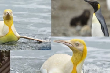 உலகிலேயே முதன்முதலாக மஞ்சள் நிற பென்குயின் கண்டுபிடிப்பு - அரியவகை புகைப்படம்