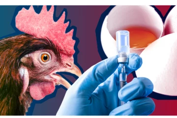 மனித குலத்தை அச்சுறுத்தும் கொரோனாவை விட 100 மடங்கு கொடிய பறவைக் காய்ச்சல்