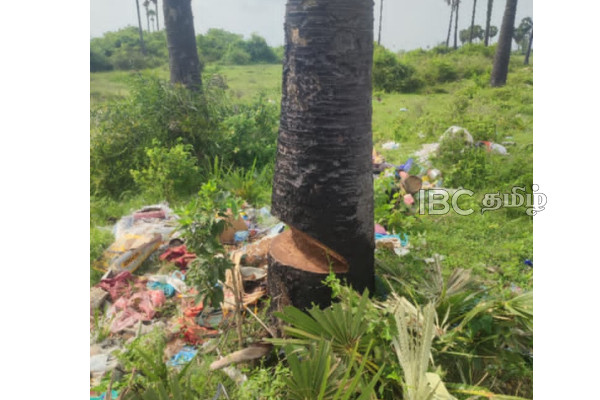 யாழ். அராலி வீதியோரத்தில் ஆபத்தான நிலையில் பனைமரம் - உயிர் அச்சத்தில் பயணிகள் | Palmera Tree In Dangerous Condition Aralli Road யாழ். அராலி வீதியோரத்தில் ஆபத்தான நிலையில் பனைமரம் - உயிர் அச்சத்தில் பயணிகள் | Palmera Tree In Dangerous Condition Aralli Road