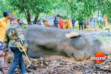 හිතක් පපුවක් නැතුව සද්ධන්තයට ගිනි තියපු සැකකරුවන් තිදෙනෙකු අත්අඩංගුවට