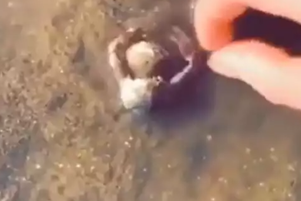 துணையை காப்பாற்ற துடிதுடிக்கும் நண்டு! இறுதியில் கட்டியணைக்கும் காட்சி... எவ்வளவு பாசம் | Viral Video Crab Hugs Video