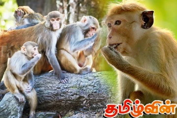 டோக் குரங்குகளின் பாதுகாப்பு தொடர்பில் சுட்டிக்காட்டிய சுற்றுச்சூழல் நிபுணர்