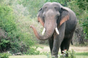 காட்டு யானை தாக்கி குடும்பஸ்தர் பலி