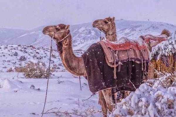 சவுதி பாலைவனத்தில் அரிதான பனிப்பொழிவு - ஒட்டகங்களின் வைரல் காணொளி | Saudi Arabia Snow 2025 Camel Videos Viral Internet