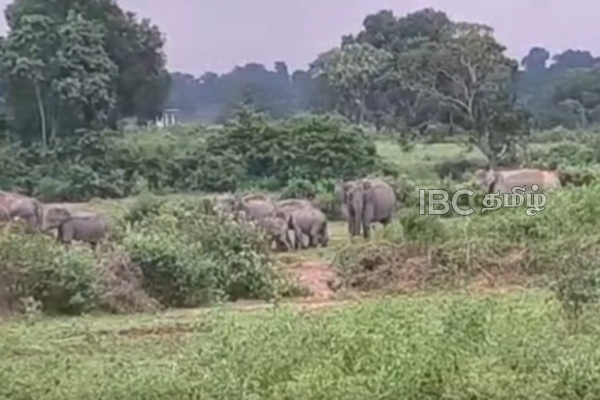 நூற்றுக்கணக்கான காட்டு யானைகளால் பாதுகாப்பு அச்சத்தில் கரடியனாறு மக்கள் | Hundreds Of Wild Elephants Enter Village