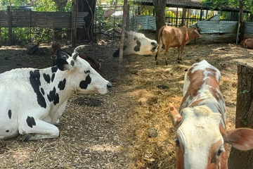 வவுனியா வீதிகளில் நடமாடிய கட்டாக்காலி மாடுகள்: நகரசபை எடுத்துள்ள நடவடிக்கை