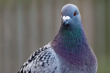 கனேடிய சிறைக்கு கழுத்தில் பையுடன் செல்லும் புறா?