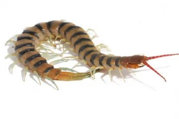 வெள்ளை பூரான் குறித்து அவதானம் தேவை: சுகாதார சேவைகள் பணிப்பாளர்!