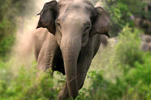 இரவு நேர புகையிரதத்துடன் மோதி காட்டு யானை பலி | Wild Elephant Dies After Being Hit By Night Train