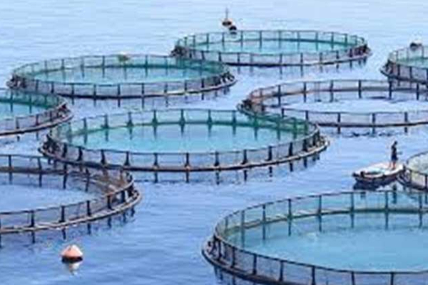 யாழில் இலட்சக்கணக்கான பணம் இலாபம் ஈட்டும் தொழில்: விண்ணப்பிக்க முந்தியடிக்கும் மக்கள் | Meeting Held About Sea Leech Farm