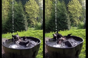 குளுகுளு குளியல் போட்ட கரடி - வைரலாகும் க்யூட் வீடியோ!