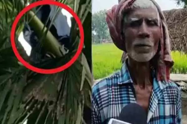 மனைவியிடம் அடி தாங்கமுடியாமல் பனைமரத்தில் வசிக்கும் கணவர்! அதிர்ச்சி காரணம்; | Upset With Wife Uttar Pradesh Man Living Palm