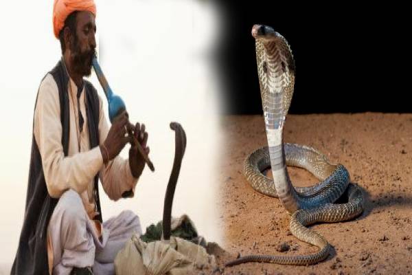 மகுடி இசைக்கு பாம்பு நடனமாடுமா? உண்மை என்ன? | What Does Snake Charming Do To The Snake மகுடி இசைக்கு பாம்பு நடனமாடுமா? உண்மை என்ன? | What Does Snake Charming Do To The Snake