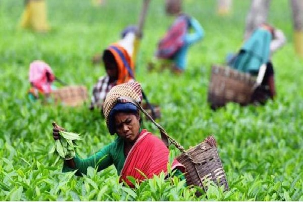 தமிழர் வாழ்வில் ஏற்பட்ட மாற்றத்தால் பெரும் நெருக்கடி | Shortage Of Workers To Work In Tea Plantations