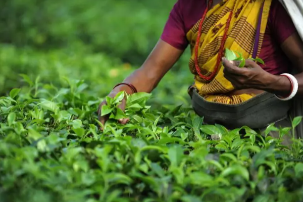 பெருந்தோட்ட தொழிலாளர்களின் 200 ரூபாயை நிறுத்துவதற்கு சதி : அமைச்சர் வெளிப்படை | Conspiracy To Stop Rs 200 For Plantation Workers