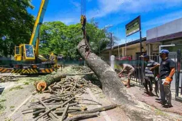 கொள்ளுபிட்டி விபத்து சம்பவம்: பாரிய மரங்களை அடியோடு அகற்றும் பணிகள் ஆரம்பம்