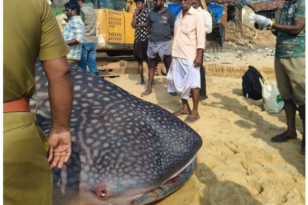 கரையொதுங்கிய 2 டன் ராட்சத சுறா ; படையெடுக்கும் மக்கள் | 2 Ton Giant Shark Washed Ashore Crowds Gather