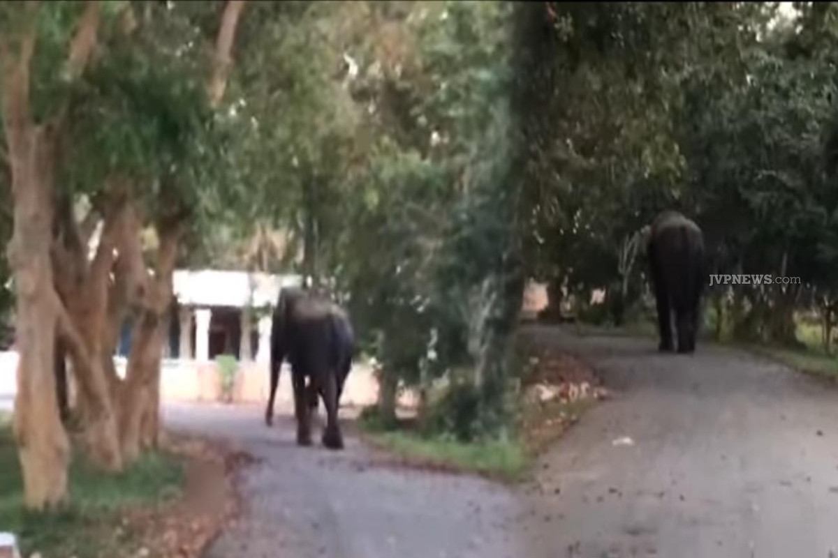 மட்டக்களப்பு வைத்தியசாலைக்குள் நுழைந்த யானையால் பெரும் பீதி! மயிரிழையில் உயிர் தப்பிய காவலாளி | Great Panic As Elephant Enters Batticaloa Hospital