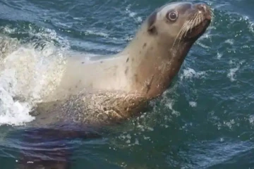 காத்து வாங்கப் போனால் கடல் சிங்கம் ஓட விட்டு அடிக்குதே... இப்படி ஒரு பரிதாப நிலையா?