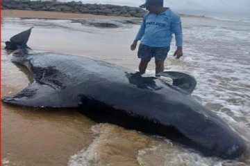 கரை ஒதுங்கிய சிறிது நேரத்தில் மரணமடைந்த பாரிய திமிங்கிலம்