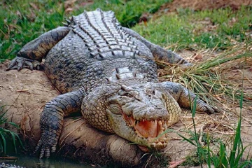 தமிழ் கைதியை இழுத்துச் சென்ற முதலை