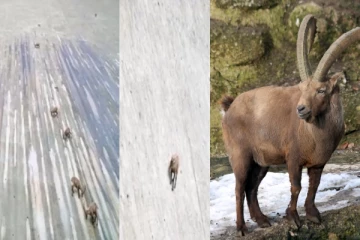 பல அடி உயரத்திற்கு செங்குத்தான மலை சுவர்களில் ஏறிய ஐபெக்ஸ் - வியப்பூட்டும் வீடியோ!