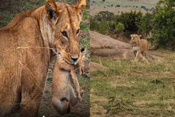 தாய் சிங்கம் தனது குட்டியை சுமந்து செல்லும் close-up காட்சி... வைரலாகும் காணொளி