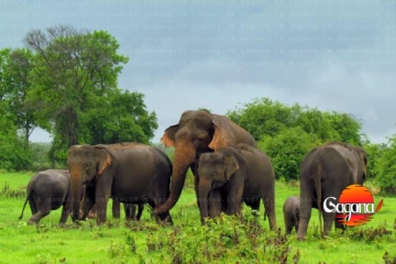 අලි ප්‍රශ්නෙන් බේරෙන්න ලංකාවේ අලි ටික විකුණන්න සැළසුමක්