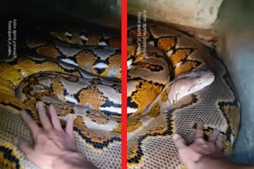 பிரம்மாண்ட உடலால் ஒரு அறையையே ஆக்கிரமித்த மலைப்பாம்பு... மெய்சிலிர்க்கும் காட்சி!