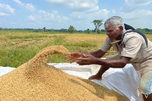 நாட்டில் தன்னிறைவடைந்துள்ள ஆறு உணவுப் பொருட்கள் | No Need To Import 6 Types Of Products Sl