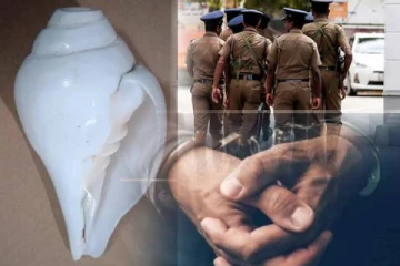 எட்டு இலட்சம் பெறுமதியான 02 வலம்புரிச் சங்குகளுடன் சந்தேக நபர் கைது!