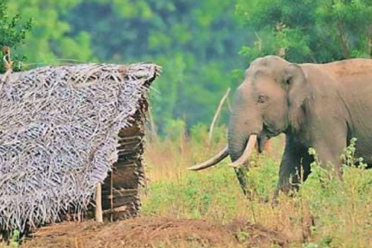 காட்டு யானை தாக்கி ஒருவர் பரிதாப மரணம் | Death Due To Wild Elephant Attack