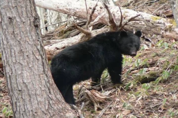 அரசாங்க மானியத்துடன் கரடிகளை அழிக்க அனுமதி வழங்கிய நாடு! வெளியான காரணம்