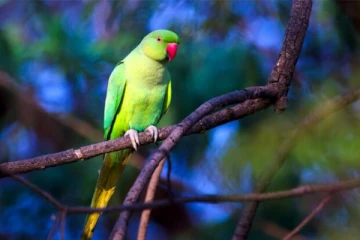 எப்போதும் செல்வ செழிப்புடன் வாழ இந்த படத்தை வீட்டில் தொங்க விட்டால் போதும்..!