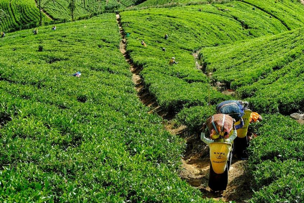மனோ - அநுர கூட்டுப் பிரேரணை ஏற்பு! - நவம்பர் 8 இல் முழுநாள் விவாதம் | Sri Lankan Political Crisis Anura And Mano மனோ - அநுர கூட்டுப் பிரேரணை ஏற்பு! - நவம்பர் 8 இல் முழுநாள் விவாதம் | Sri Lankan Political Crisis Anura And Mano