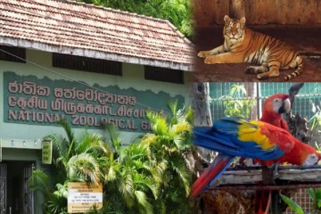 Dehiwala Zooவில் மிருகங்களின் பரிதாபநிலை! (வைரலாகும் வீடியோ)
