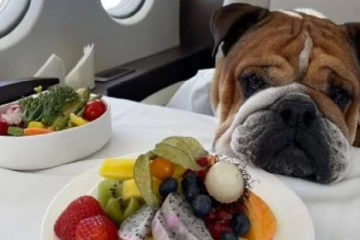 பிரித்தானியாவில் நாய் உரிமையாளர்கள் சிறை செல்ல நேரிடும்: எச்சரிக்கும் விலங்கு நல அமைப்பு