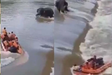 வெள்ளத்தில் தத்தளித்த யானை: மீட்க சென்ற குழுவினர் உயிரிழந்த சோகம்! அதிர்ச்சி காட்சி