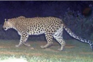 கண்டி மக்களை அச்சத்துக்குள்ளாக்கியுள்ள சிறுத்தை!