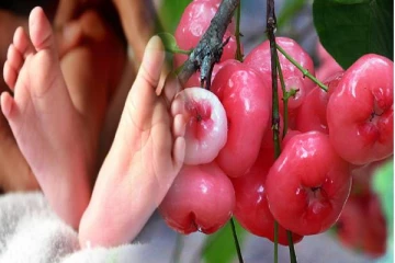 எட்டு வயது குழந்தையின் உயிரை பறித்த ஜம்புப்பழம்