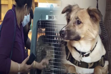 குவைட்டிலிருந்து இலங்கைக்கு கொண்டுவரப்பட்ட நாய்! இலங்கையர்களின் நெகிழ்ச்சியான செயல்