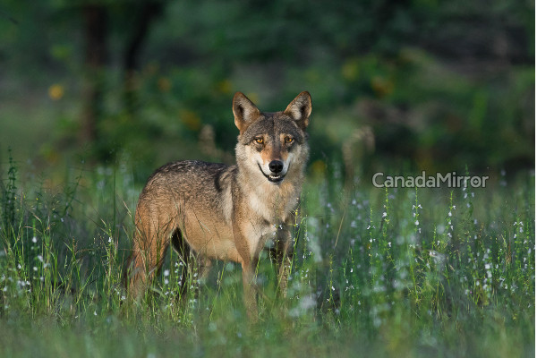 கனடாவில் கொல்லப்பட்டு வரும் ஓநாய்கள்! ஏன் தெரியுமா? | Third Coyote Killed In Burlington
