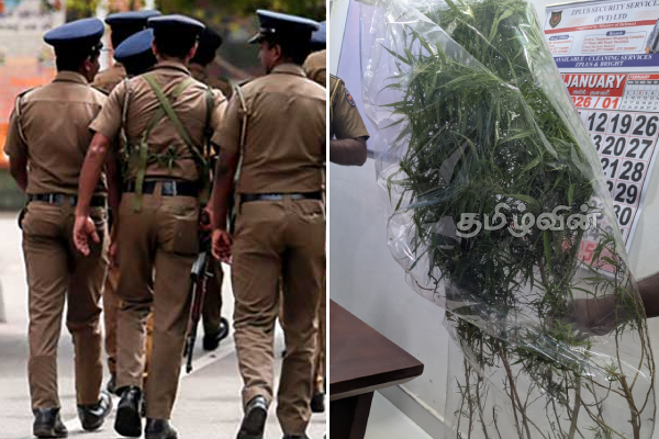 தமிழர் பகுதியில் கஞ்சா செடி வளர்த்த நபர்.. பொலிஸார் அதிரடி நடவடிக்கை | Person Grew Cannabis Plants In Vavuniya Arrested