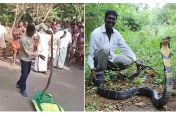 12 அடி நீளமுள்ள நாகப்பாம்பை பிடித்து அசத்திய வாவா சுரேஷ்