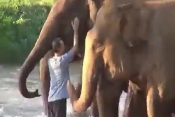 கருவறை இல்லை என்றபோதும் சுமந்திட தோணுதே  - ஒரு வருடத்திற்கு பின் பாகனை சந்தித்த யானைகள் , வைரலாகும் வீடியோ !