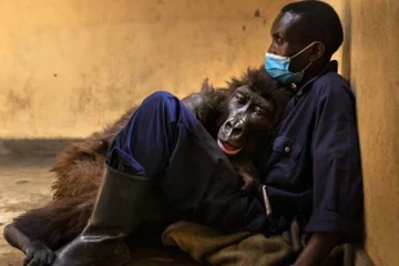 செல்பி மூலம் பிரபலமான கொரில்லா: பாதுகாவலர் தோளில் சாய்ந்து உயிரைவிட்ட சோகம்! கலங்க வைக்கும் புகைப்படம்