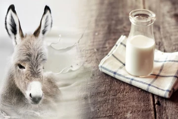 ஒரு லீட்டர் கழுதை பால் ரூ.5000; பால்காரர் கோடீஸ்வரரானது எப்படி?