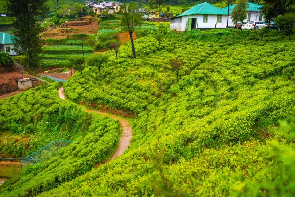 ஆசியாவில் கட்டாயம் பார்க்க வேண்டிய இடங்களில் இரண்டாவது இடம்பிடித்த இலங்கையின் பிரதேசம் | Nuwara Eliya Ranks 2Nd Among Asia S Must Visit